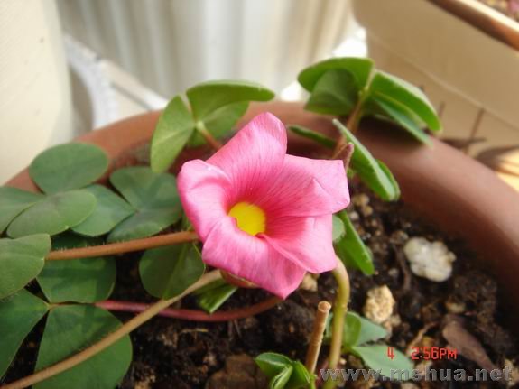 ������С DSC02247.JPG