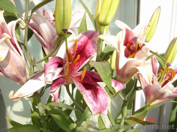 ������С DSC02234.JPG