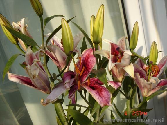 ������С DSC02252.JPG