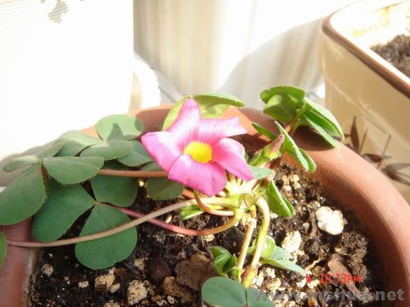 ������С DSC02220.JPG