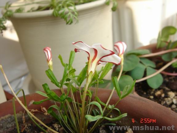 ������С DSC02244.JPG