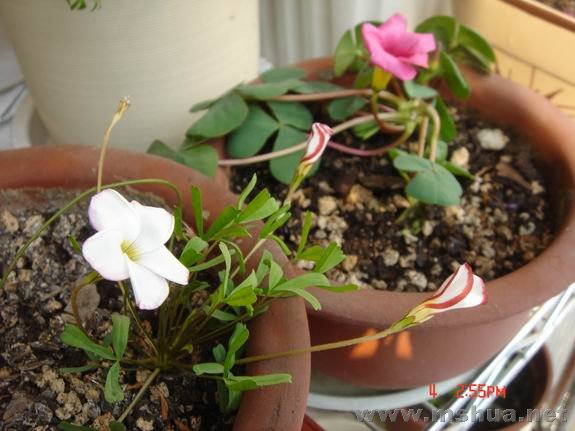 ������С DSC02242.JPG