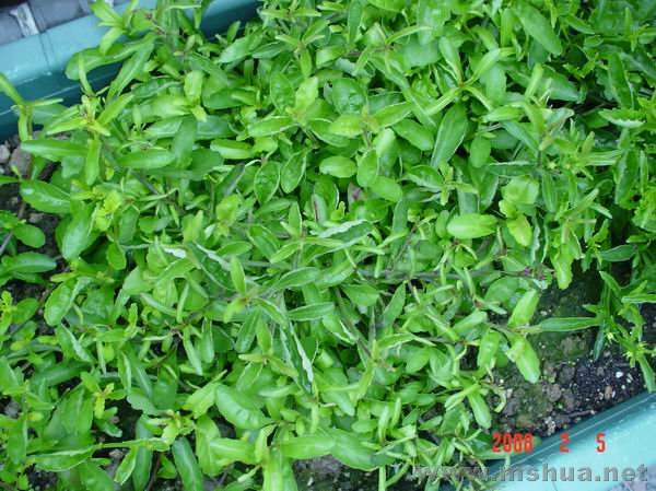 ����ɢ�����͵�