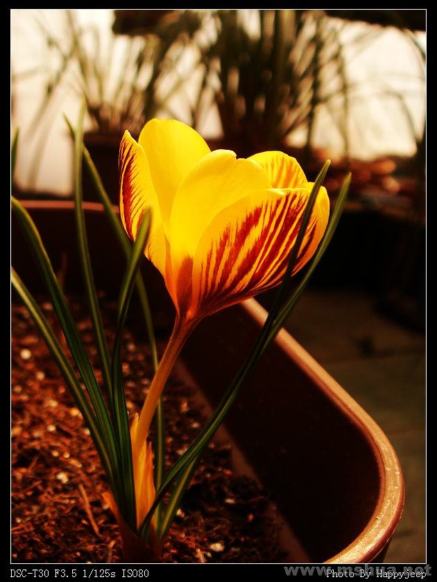 Crocus Gipsy Girl 080205.jpg