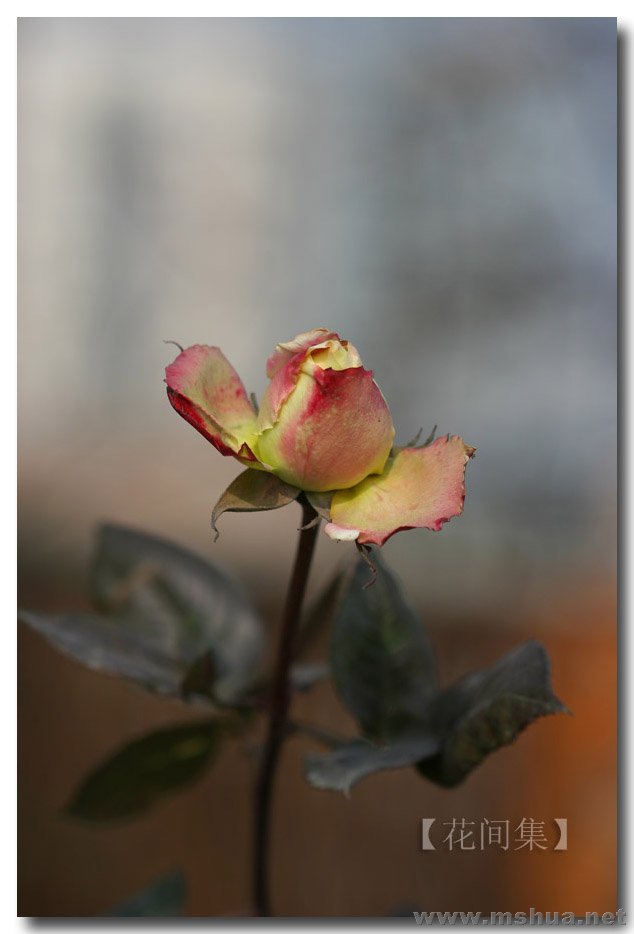 IMG_2489 ����.jpg