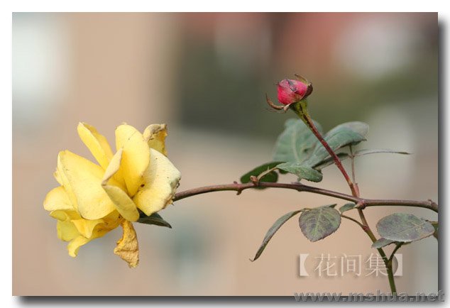 IMG_2470 ����.jpg