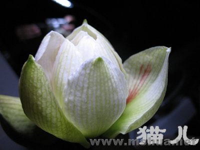 IMG_0663.jpg