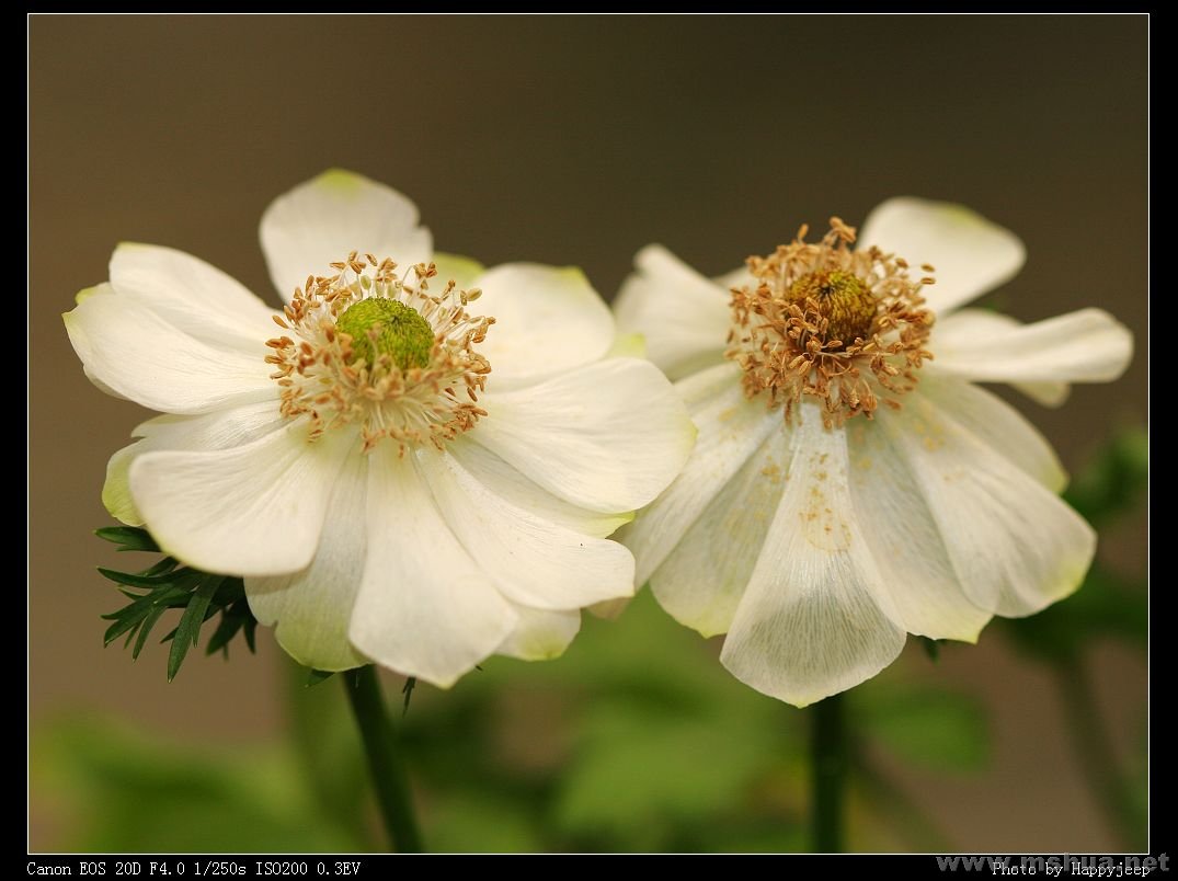 ������ The Bride 080208.jpg