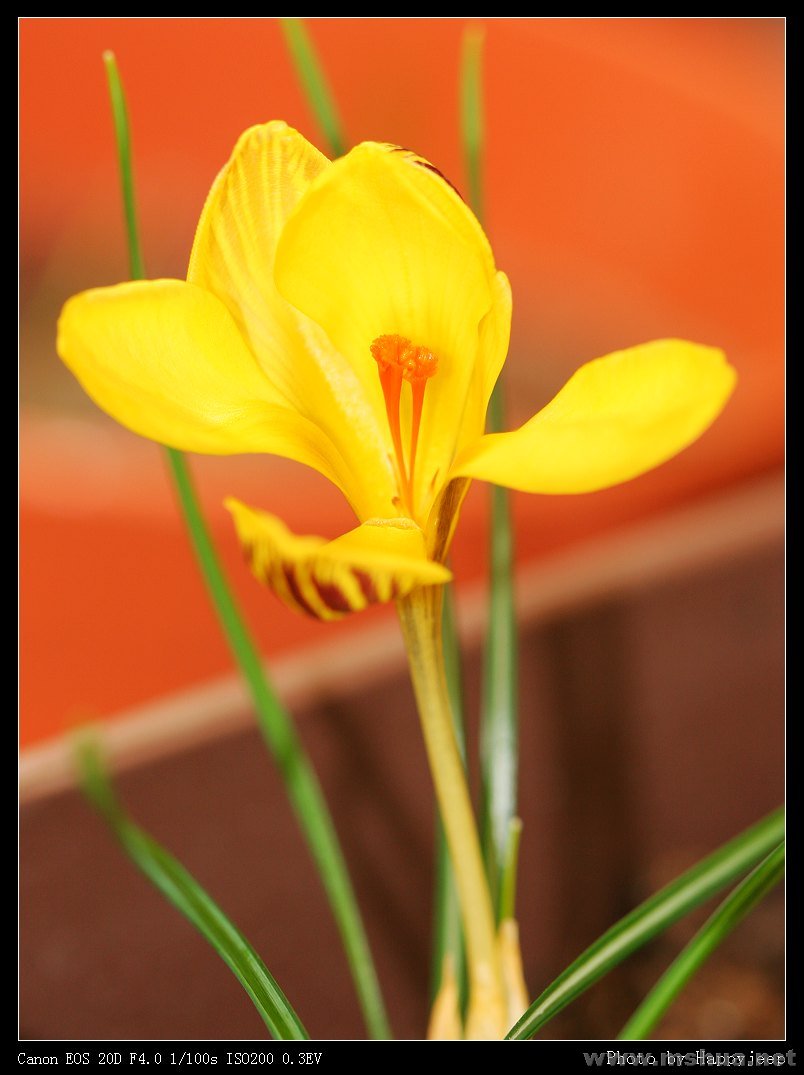 Crocus Gipsy Girl 080208.jpg