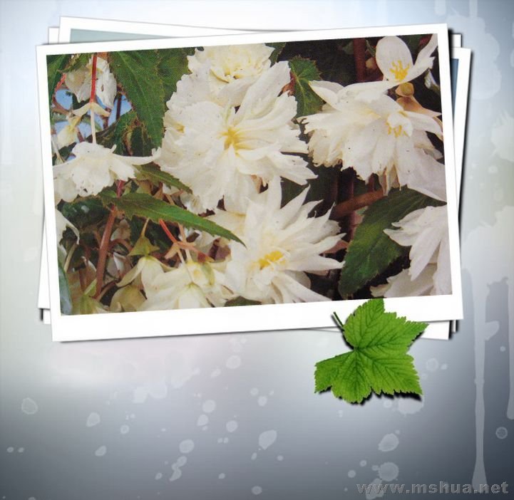 feb7 my flower 009.jpg