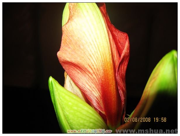 feb7 my flower 037.jpg
