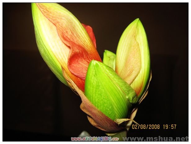 feb7 my flower 035.jpg