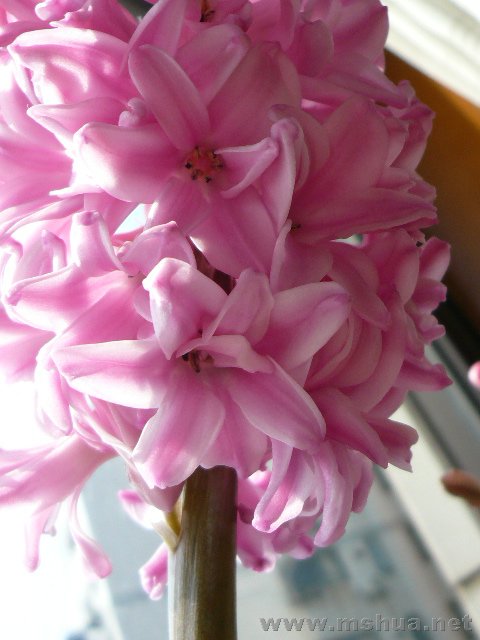 ����µĿ츴����