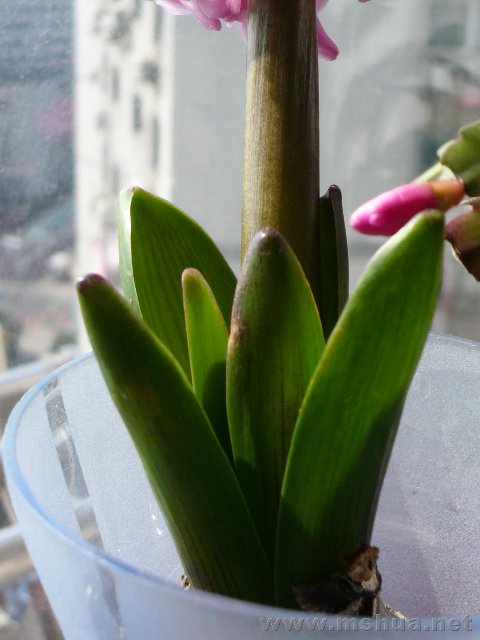 �컨������Ҷ��