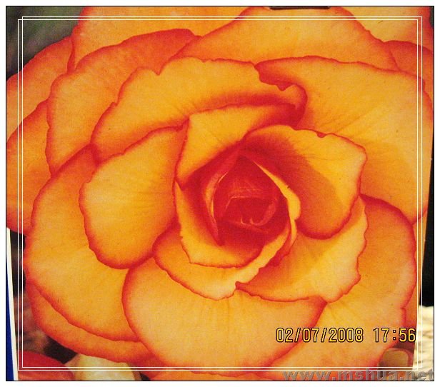 feb7 my flower 011.jpg