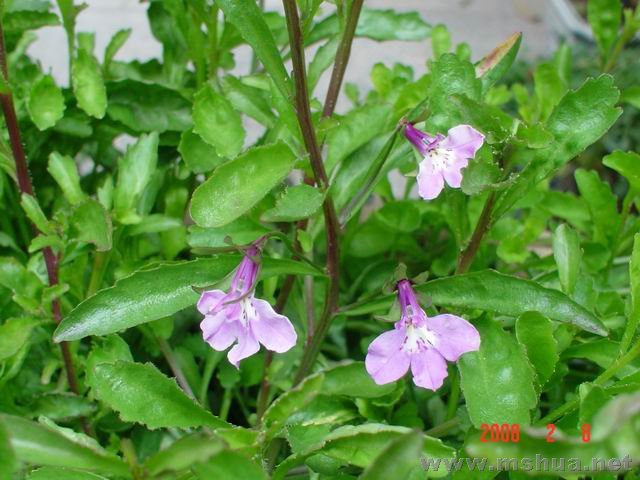 �����Ƿ�ɫ��