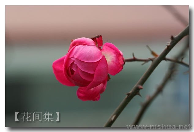 IMG_2555 ����.jpg