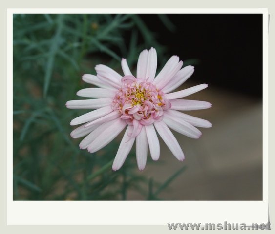 ������С DSCF0018_nEO_IMG.jpg