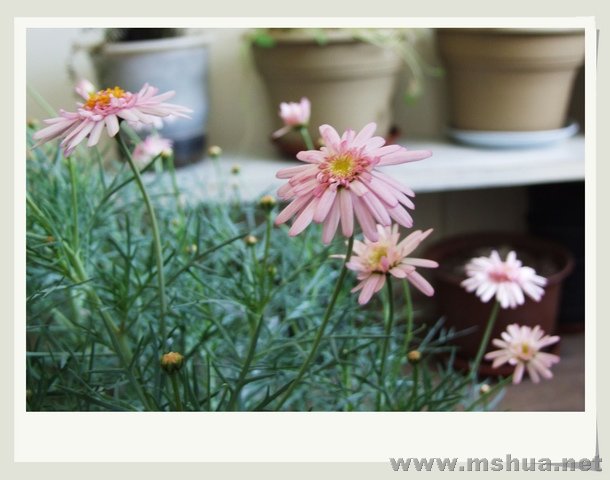 ������С DSCF0004_nEO_IMG.jpg