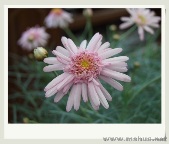 ������С DSCF0025_nEO_IMG.jpg