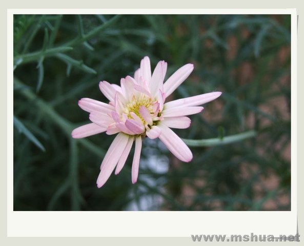 ������С DSCF0019_nEO_IMG.jpg