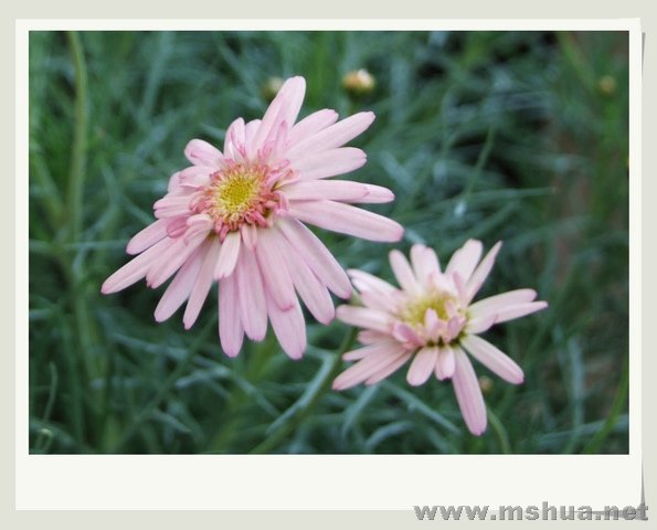 ������С DSCF0024_nEO_IMG.jpg