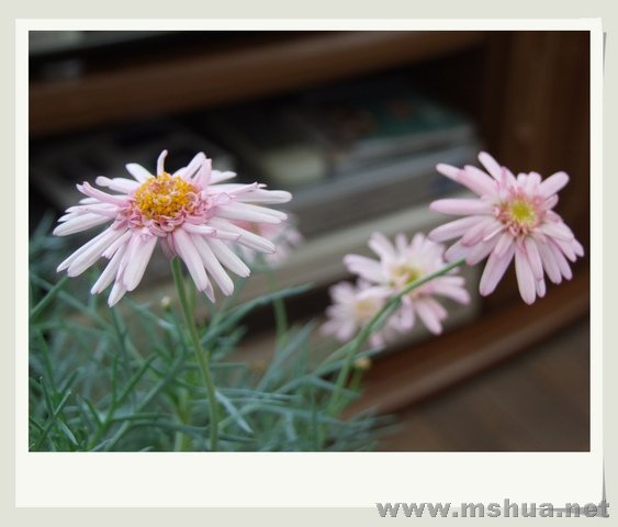 ������С DSCF0026_nEO_IMG.jpg