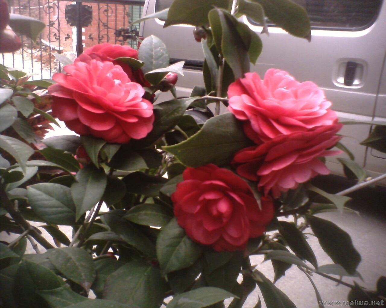 IMG0363A.jpg