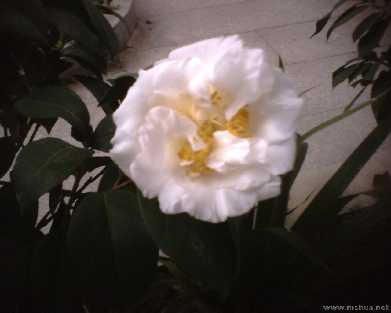 IMG0366A.jpg