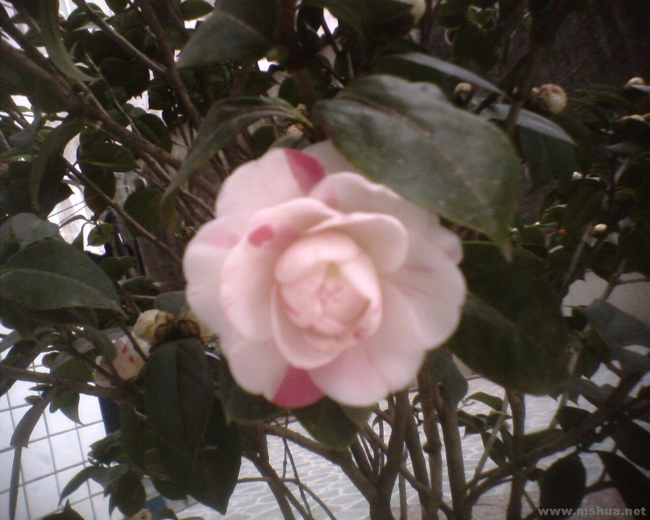 IMG0368A.jpg