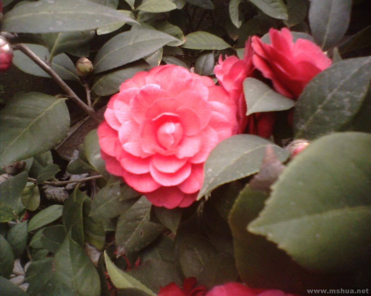 IMG0362A.jpg