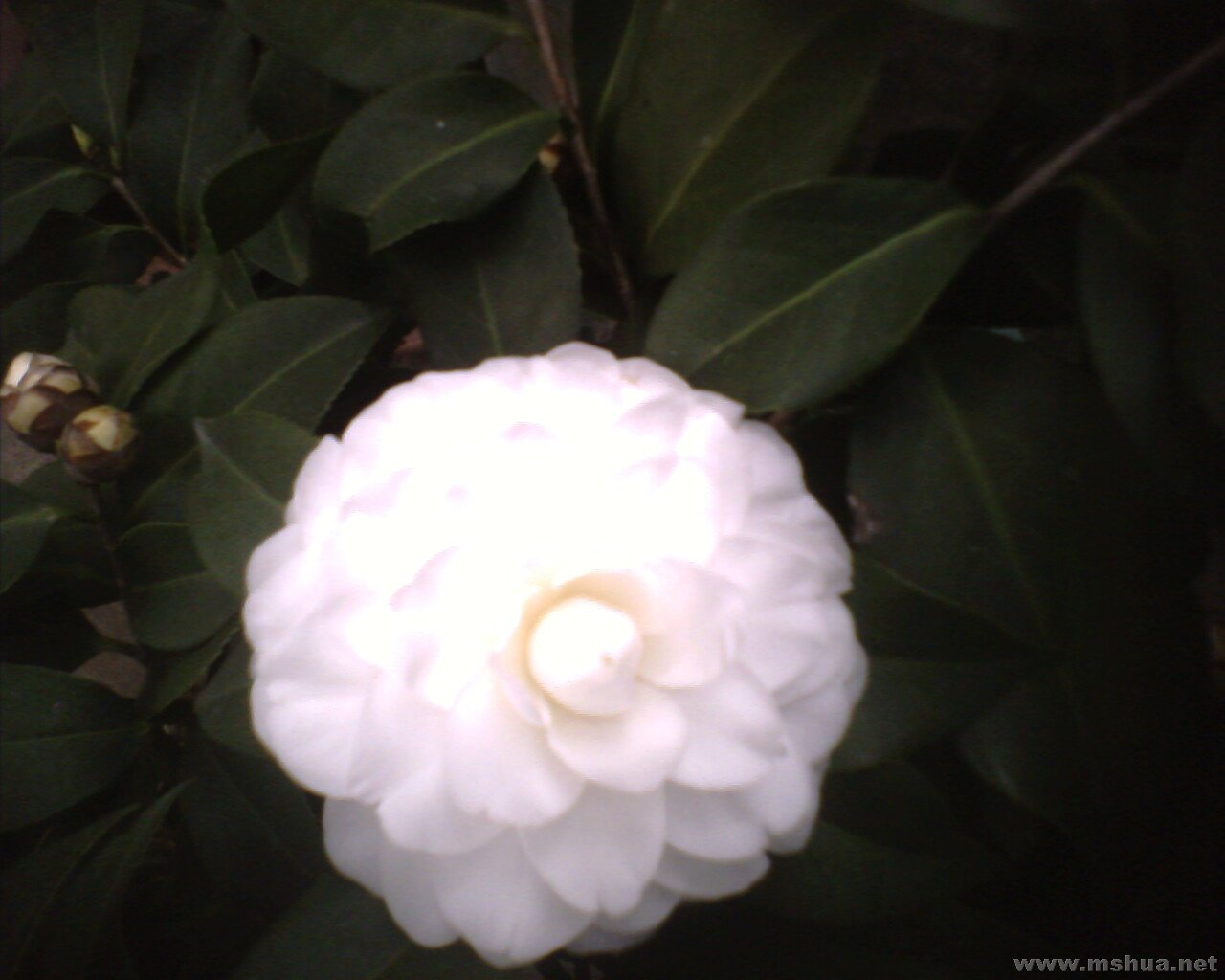 IMG0365A.jpg