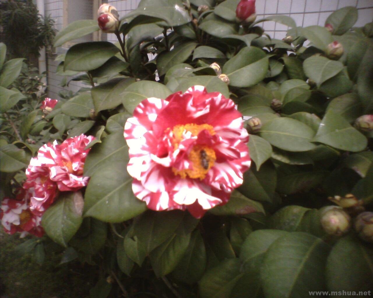 IMG0364A.jpg