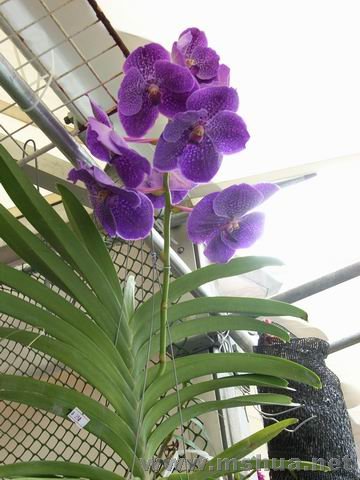 ������С ��ת RIMG0099.JPG