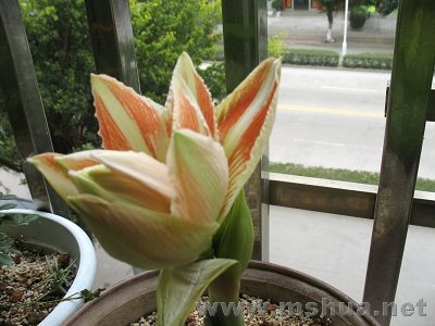 IMG_1001.JPG