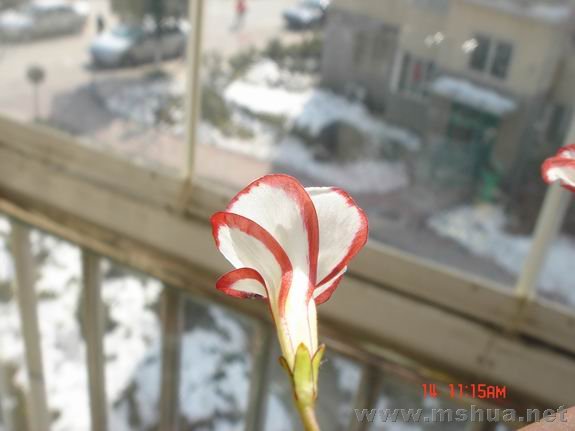 ������С DSC02330.JPG