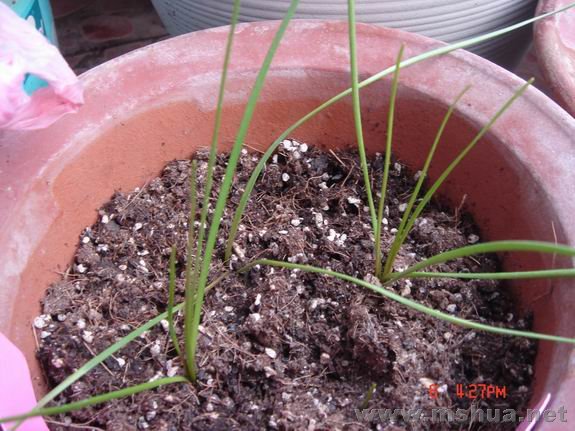 ������С DSC02275.JPG