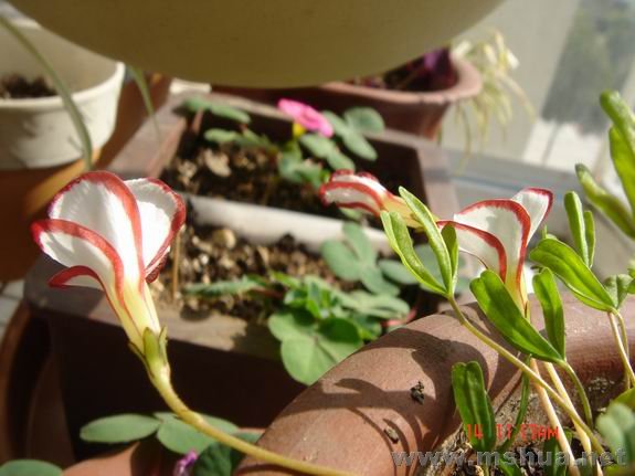 ������С DSC02336.JPG