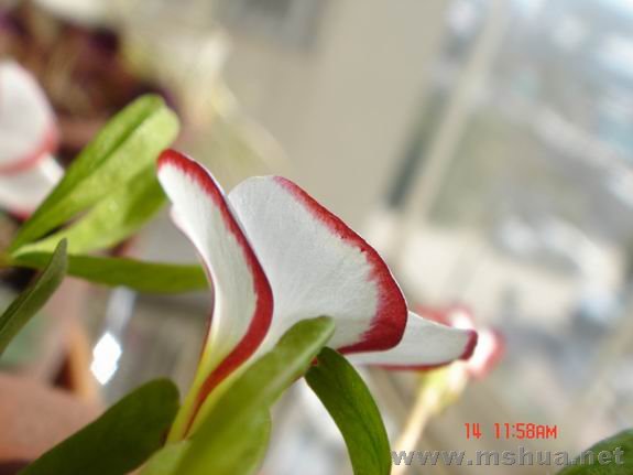 ������С DSC02341.JPG