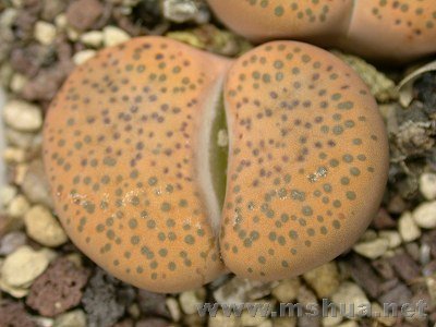 ΢���� (4).jpg