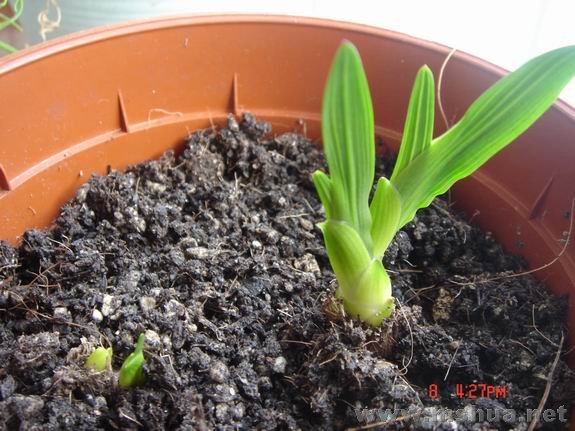 ������С DSC02274.JPG