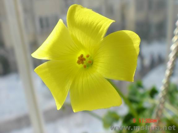 ������С DSC02292.JPG