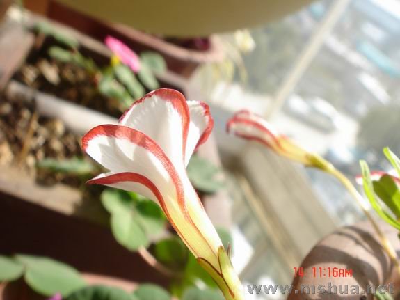 ������С DSC02331.JPG