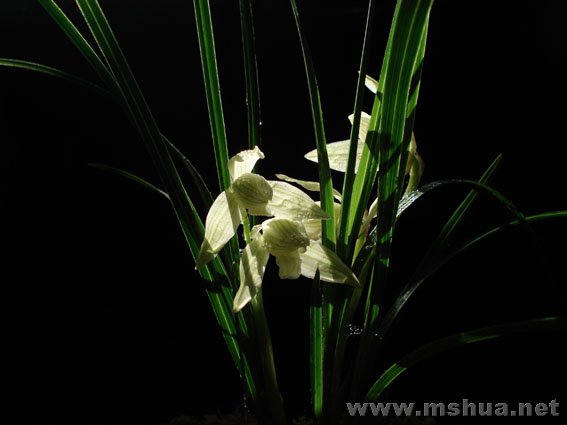 20080211_6f2fbcbbdb1a40cfa9f2FDqa9OI8bVoy.jpg