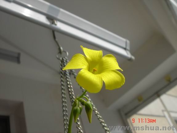 ������С DSC02281.JPG