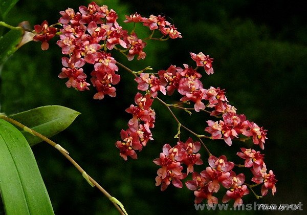 Onc.Twinkle   "CT.Red Fantasy"