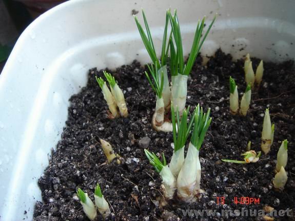 ������С DSC02314.JPG