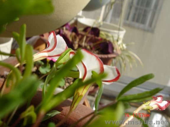 ������С DSC02339.JPG