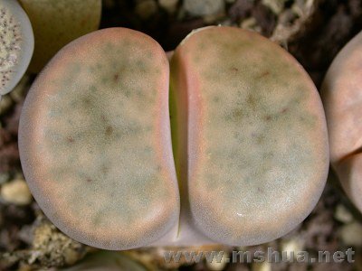 �и��� (1).jpg