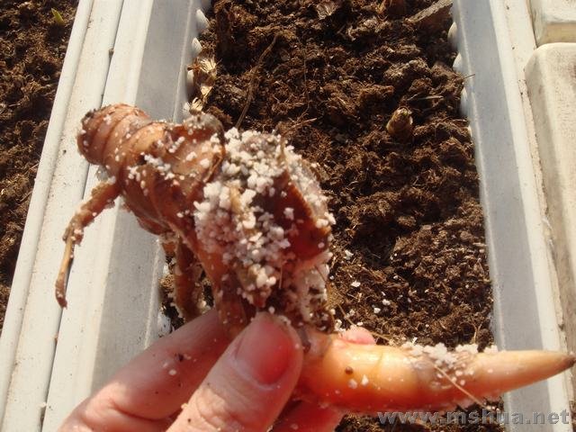 ��͸�Ľ���